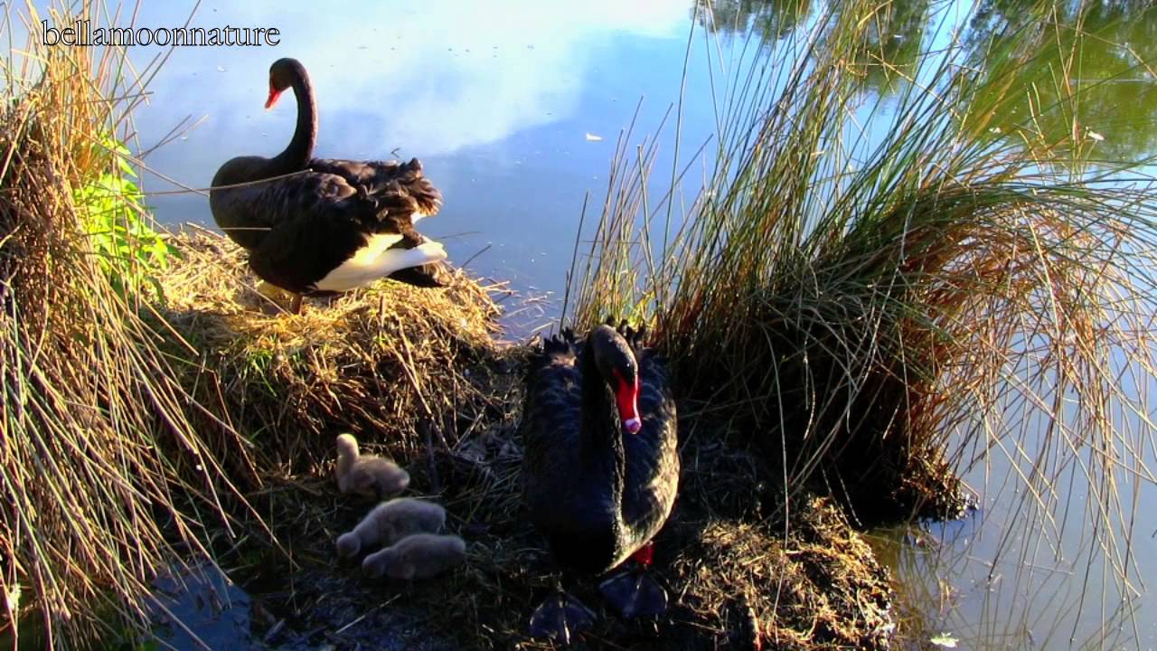 BLACK SWAN ♥ NESTING