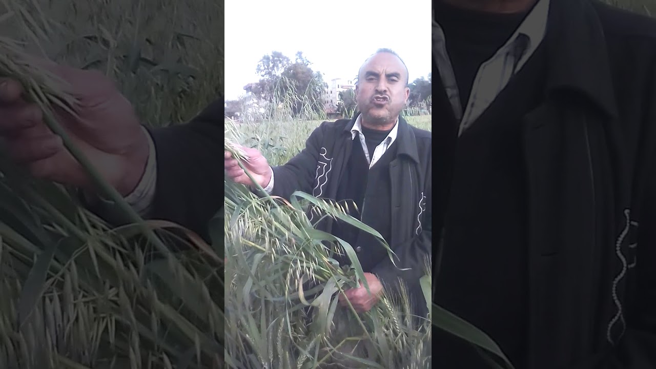 انقذ حقلك بسرعه من وباء يدمر ويهلك زراعات القمح حشيشة الزمير وتسمي هالكة القمح