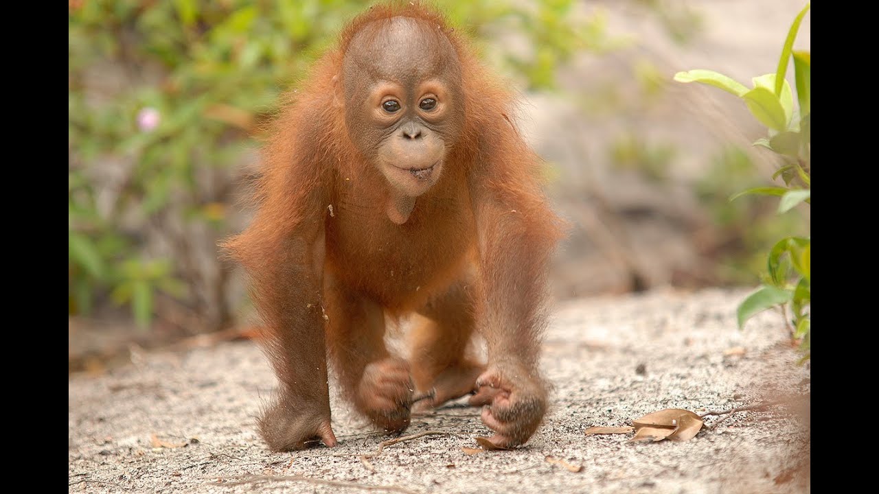Orangutan Outreach Presents Baby Elo: Don't Bring Me Down