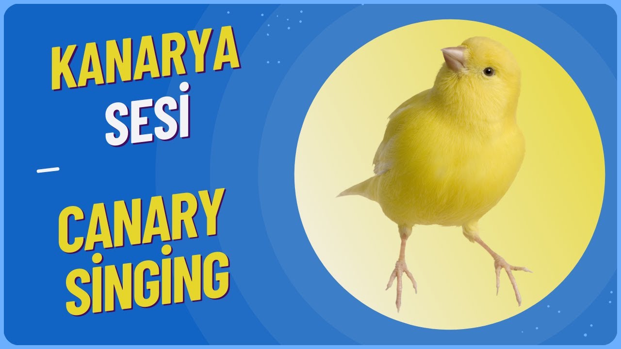 Gelmiş geçmiş en güzel sarı Kanarya sesi ni duymaya Hazır olun!