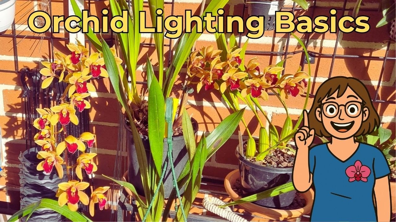 Finding the right light for orchids