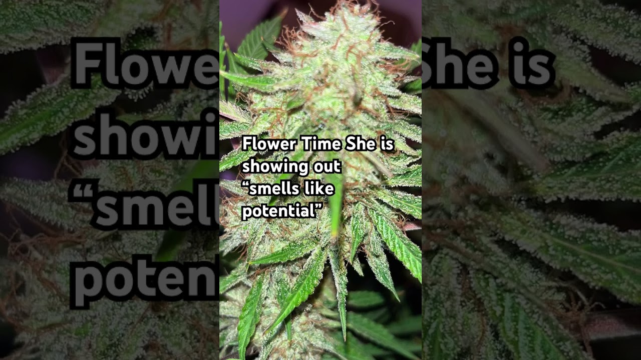 She Grows Fire   #HomegrownQueen #WomenWhoGrow #FromSeedToSmoke #CannabisChic