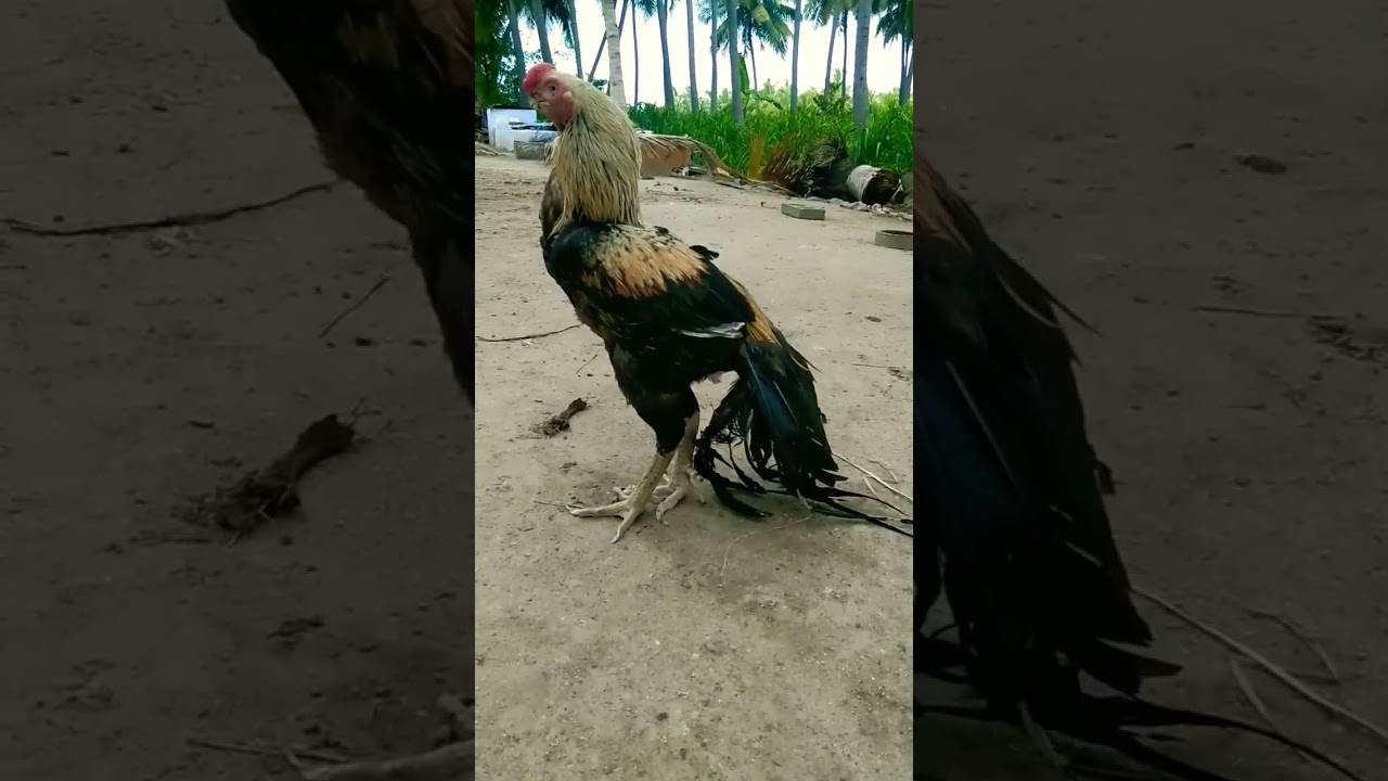 King breeds#aseel #killimookuseval #salempets #shortsfeed #viral #viralshorts #trendingshorts