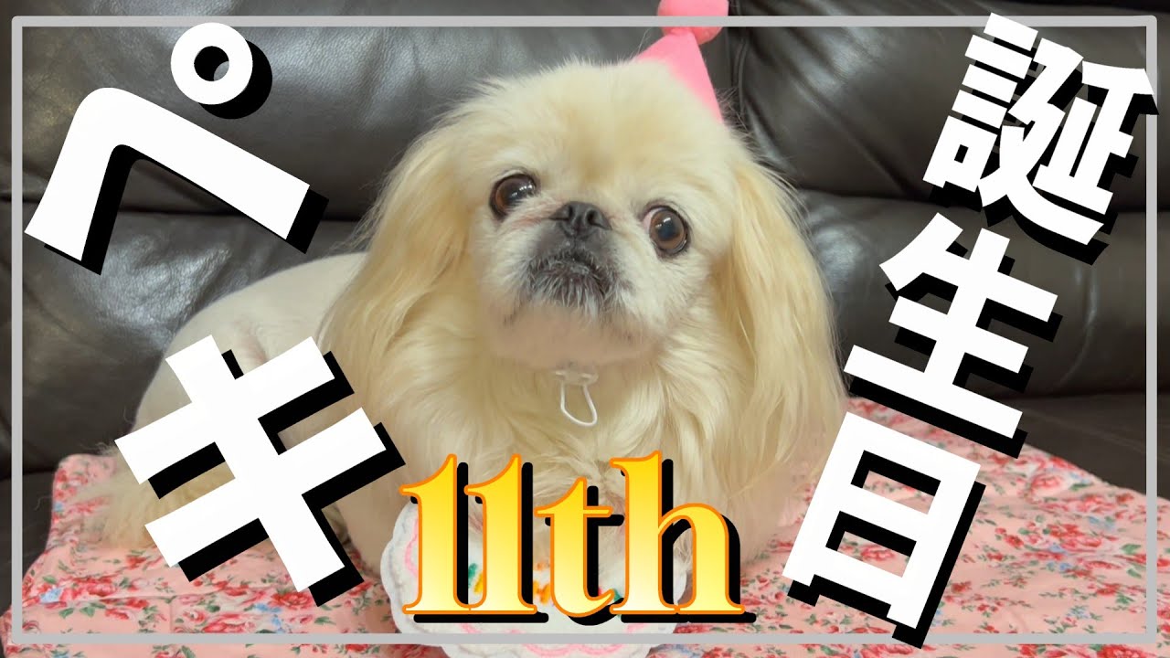 Мой любимый пекинес Рин только что отпраздновал свой 11-й день рождения!