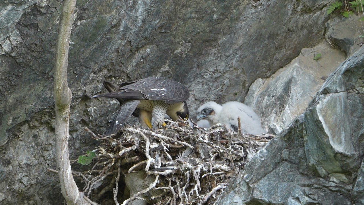 Peregrine Falcon Feeding Chicks and Flights
