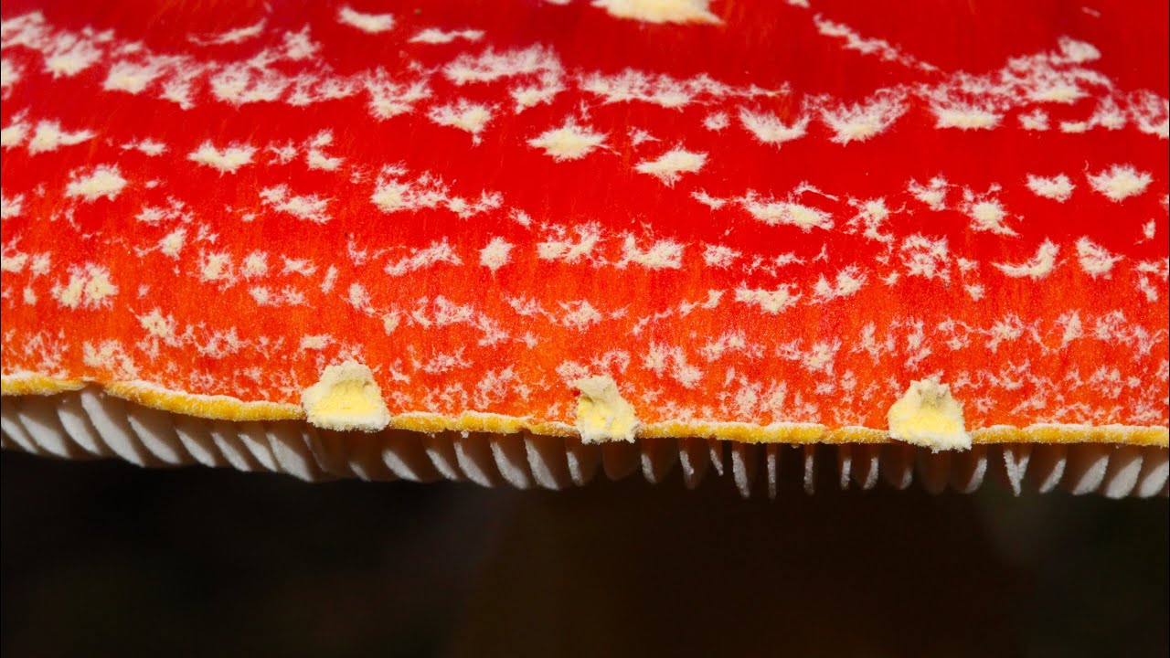 New Forest Fungi (October 2025)