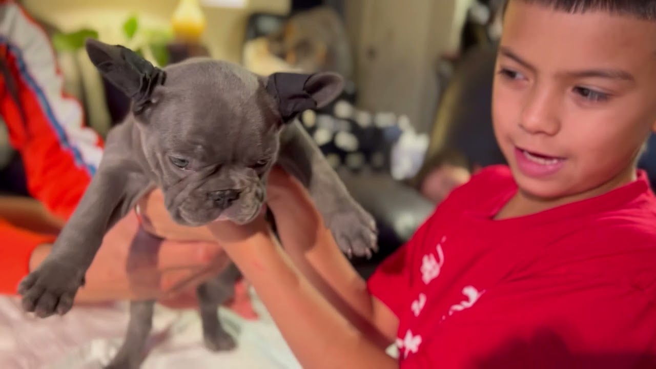 8 week update on our French bulldog litter FOR SALE !!!