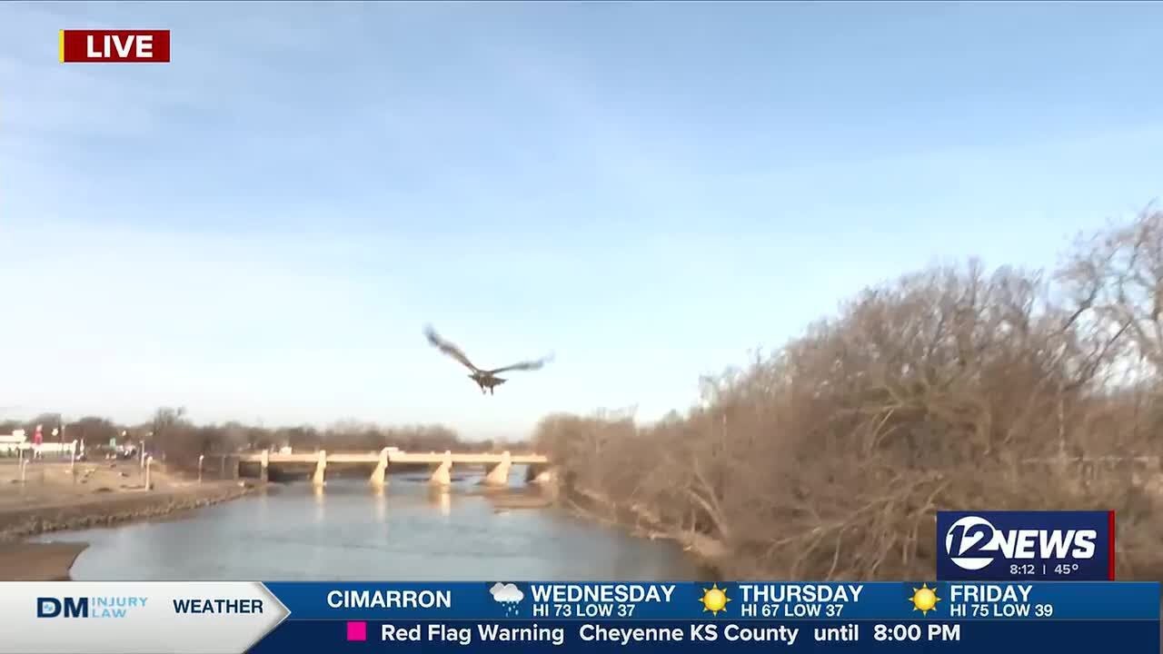 WATCH: Midwest Raptor Foundation released rehabilitated bald eagle