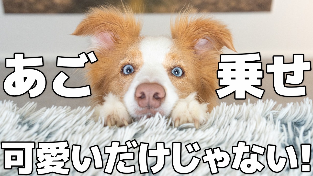 【初心者向け】犬に“あご乗せ”を教える方法｜可愛いだけじゃない万能トリックをわかりやすく解説します！【犬の芸 トリック】