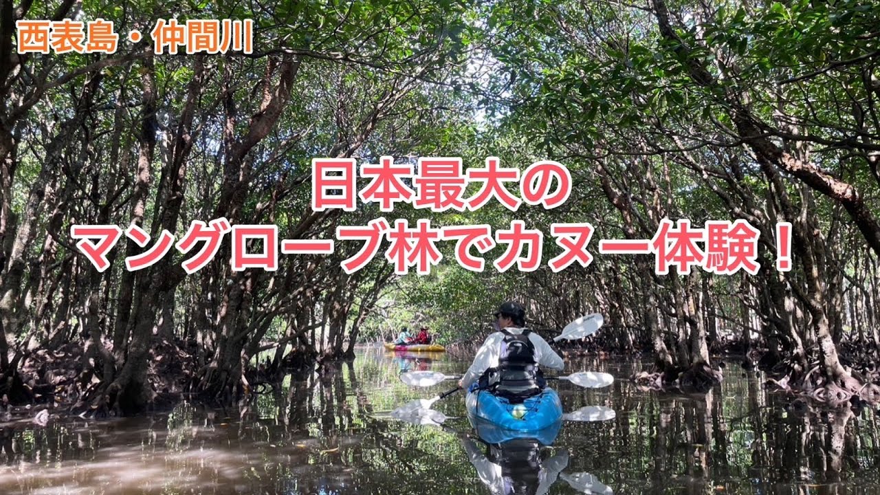【日本最大】西表島のマングローブカヌーツアーで絶景に出会う旅|マヤグスクツアー
