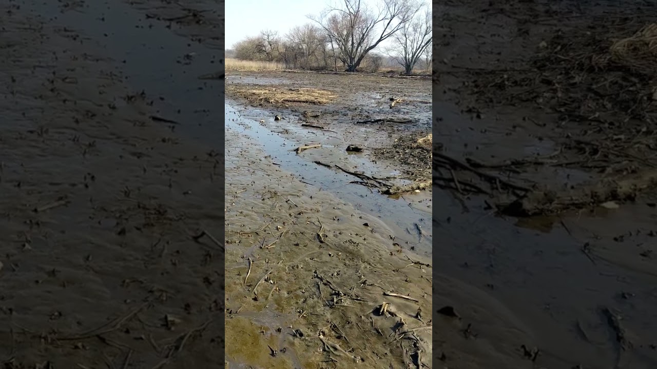 What Low Tide Looks Like in a Tidal Marsh #shorts, #tidal, #mud