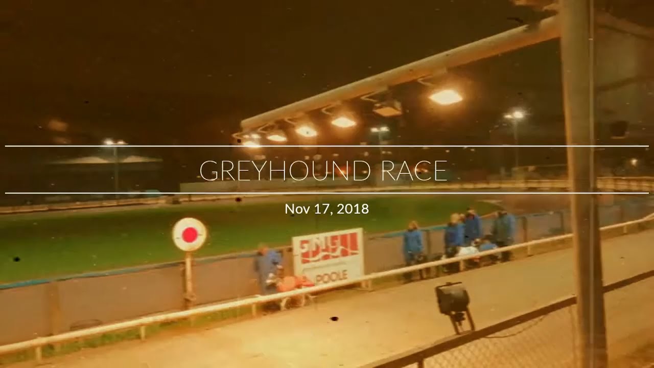 Greyhound race