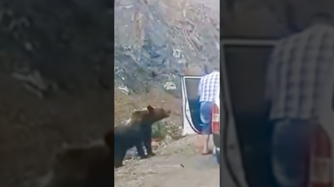 Bear Being Friendly🐻 Awersome Caught By the Bear #bear #funnybear #funnyanimals #bearattack