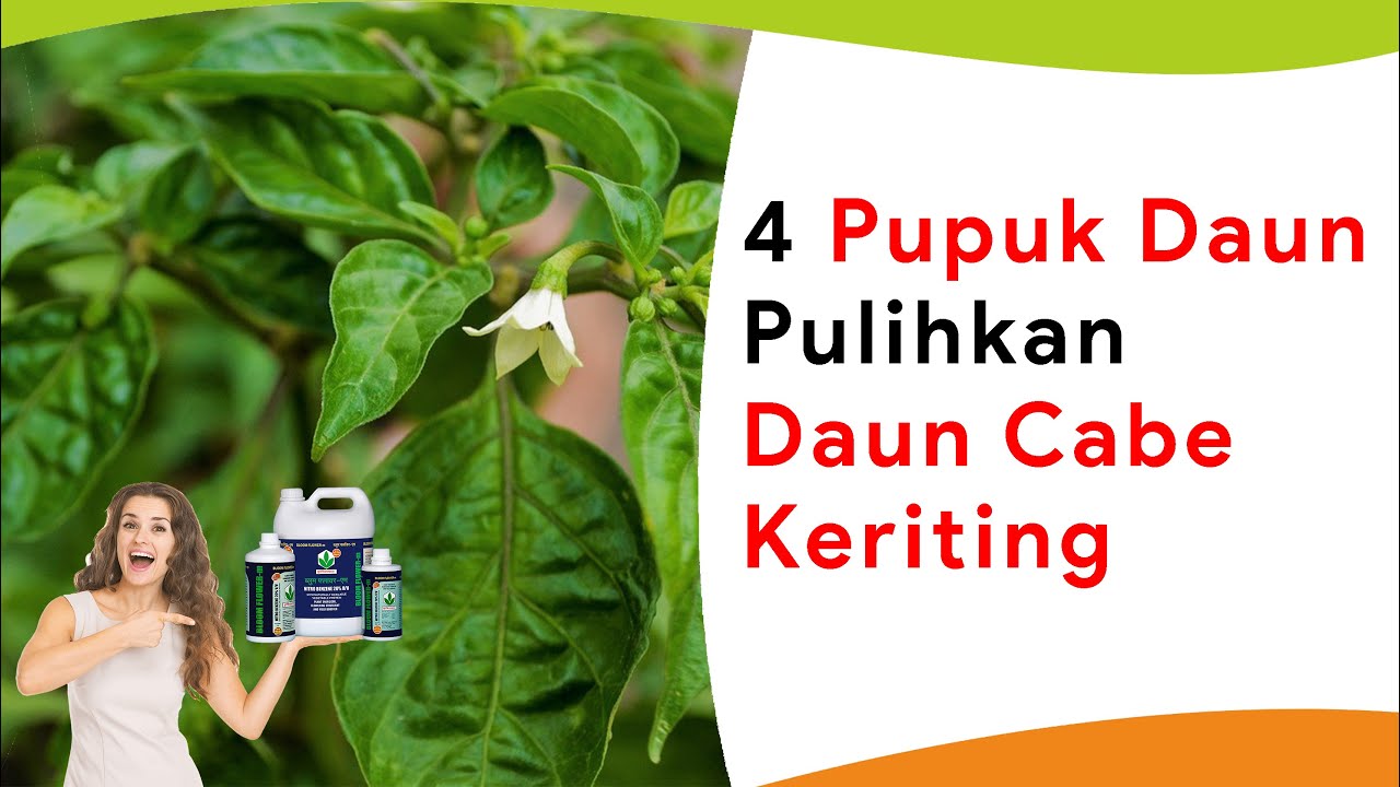 6 Pupuk Daun untuk Pemulihan Daun Keriting Tanaman Cabe