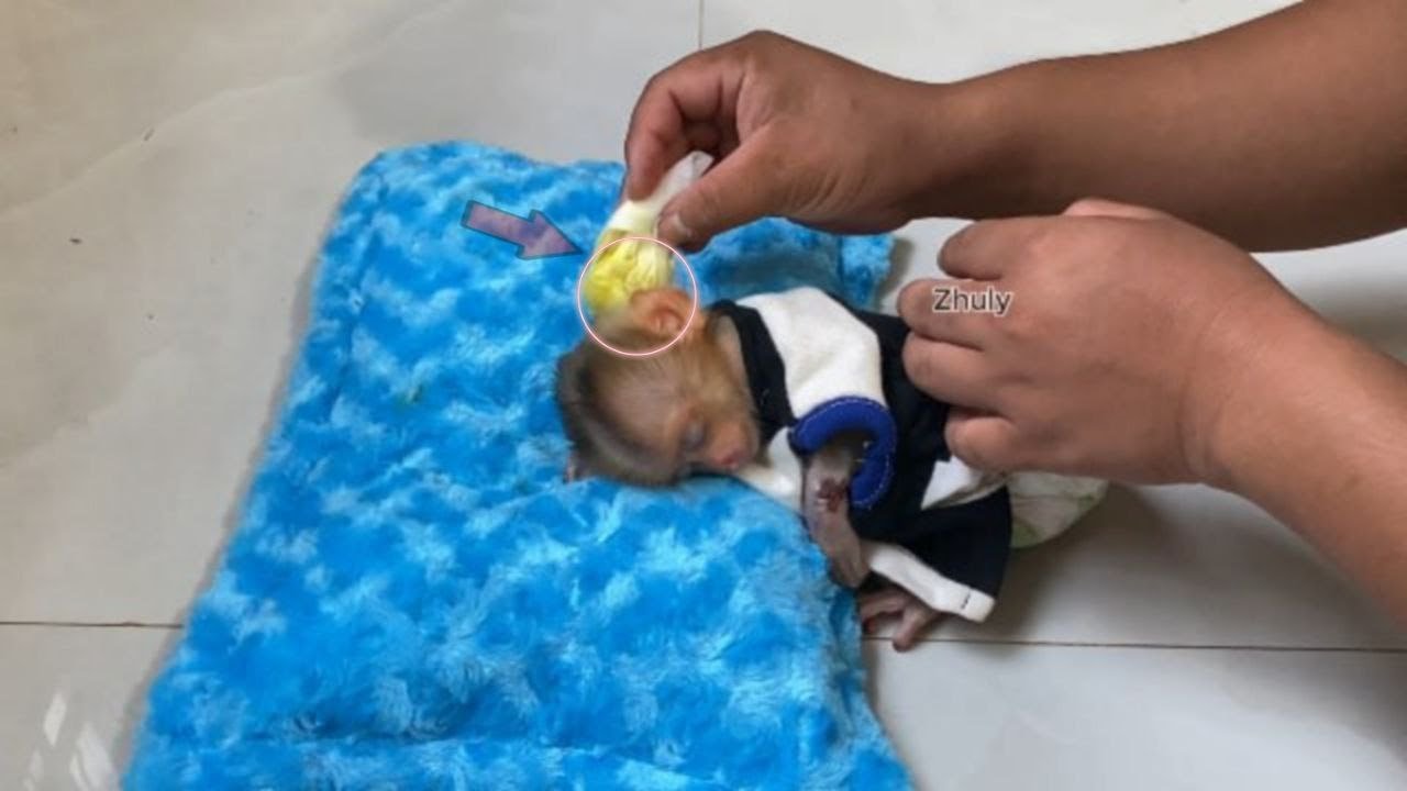 Daddy Zhuly is curr…ntly recovering from an old Zhuly Injurii