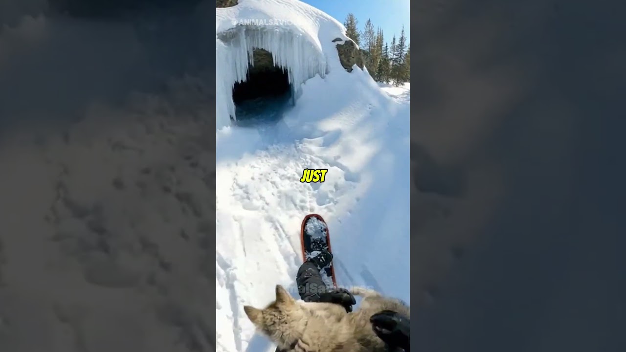 Wolf Cub Rescue Gone Wrong—Bear Hunts Me Down 