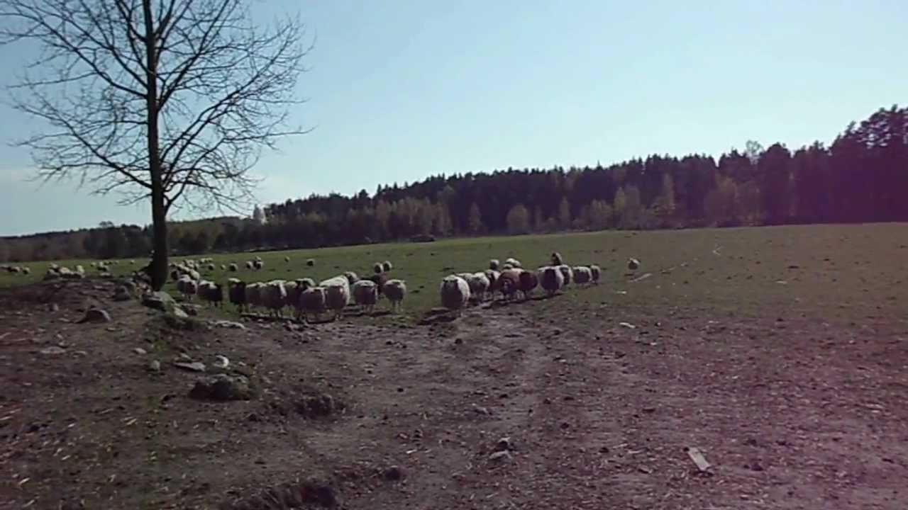Siv hämtar får