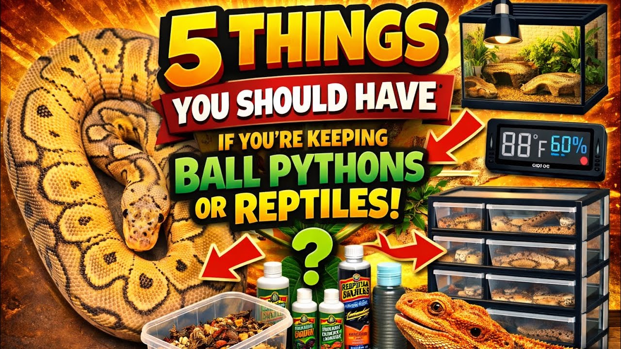 5 Game-Changing Items for Keeping Ball Pythons