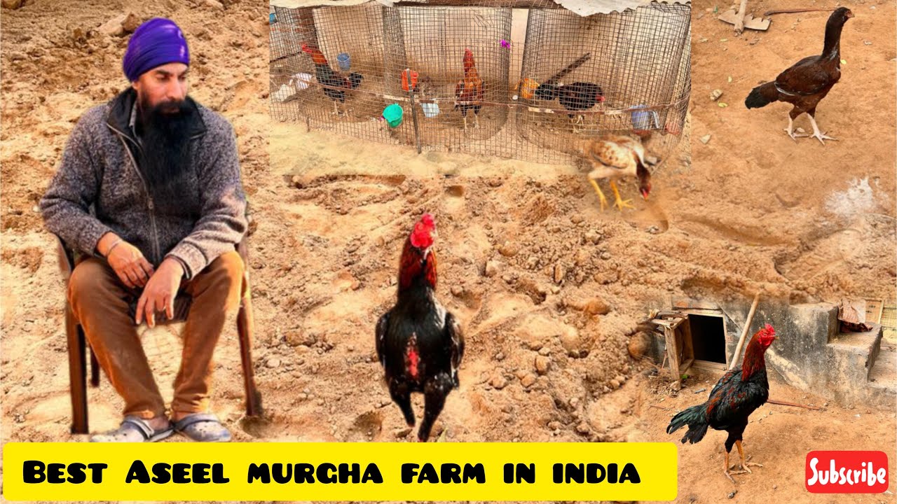 no 1 aseel murga farm in india#viral #aseel #hjvlogsjammu #YouTube video##viralvideo #aseelmurga