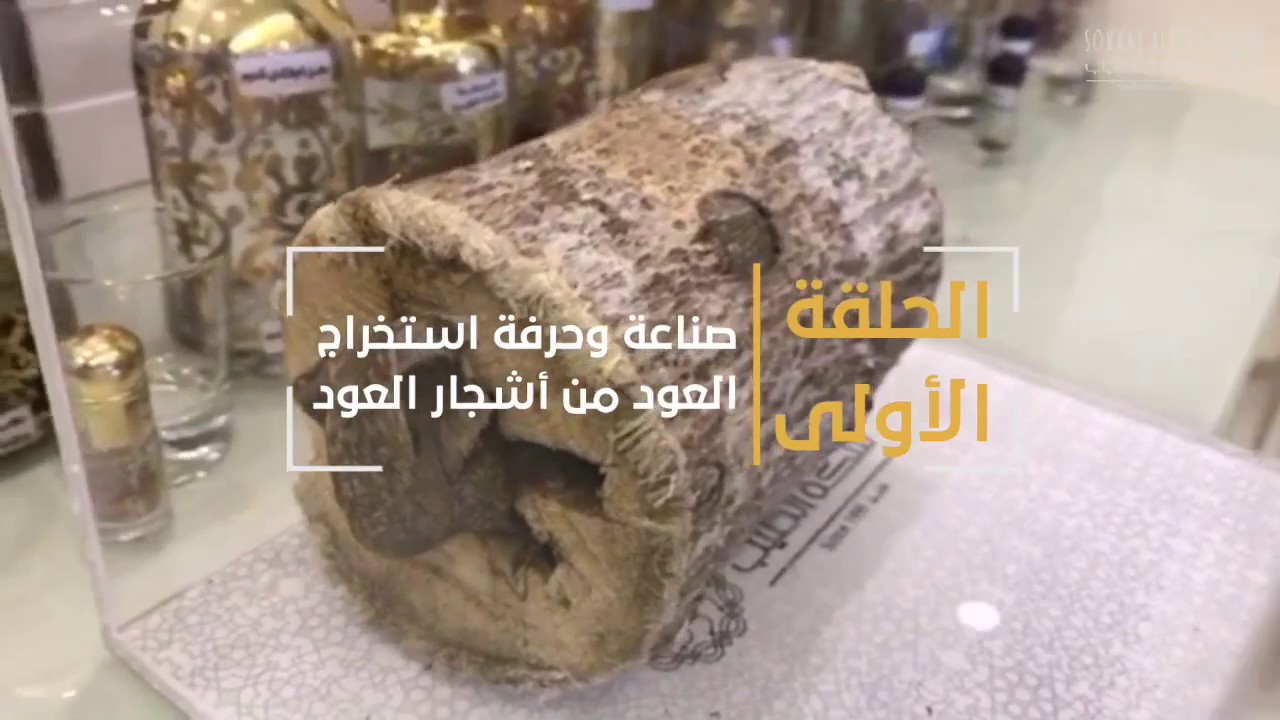 الحلقة الأولى : صناعة وحرفة استخراج العود من أشجار العود | السلسلة التثقيفية