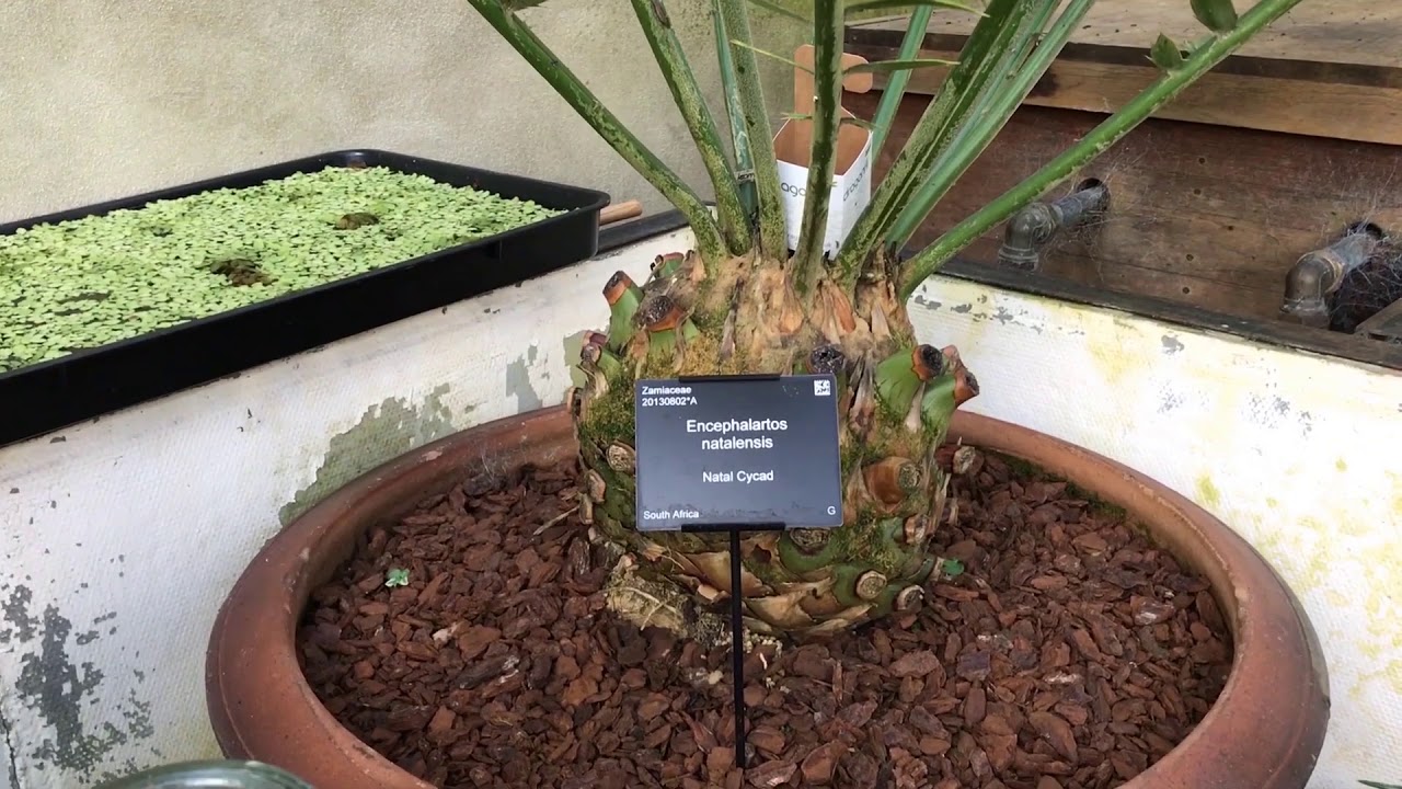Plant Conservation Stories of Hope: Encephalartus natalensis