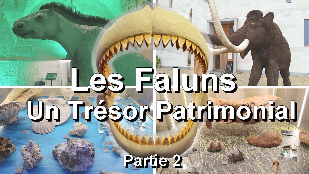 Les Faluns - Un Trésor Patrimonial (Partie 2)