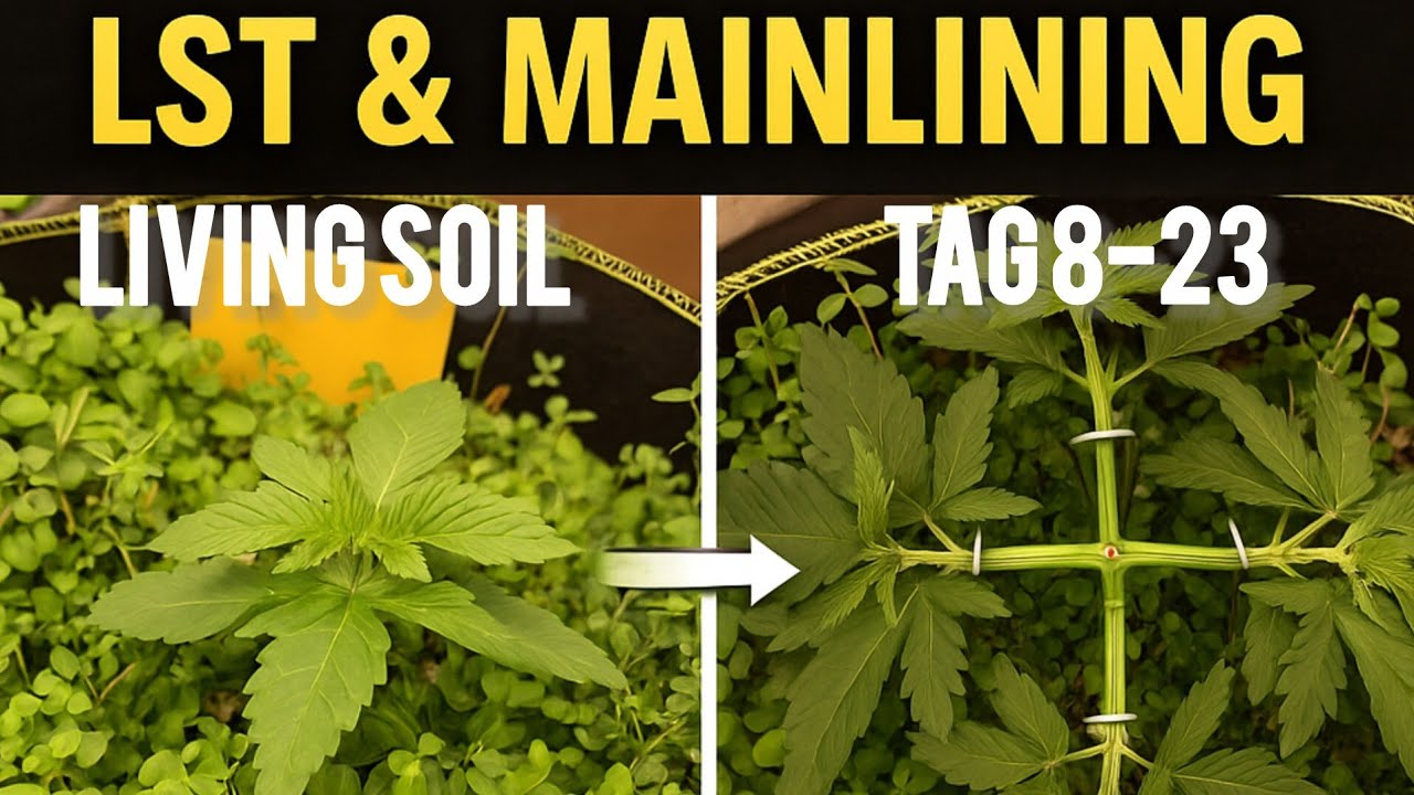 Mainlining & LST im Living Soil 🌿 | Nematoden Power & pures Quellwasser @CoupleofPlants 