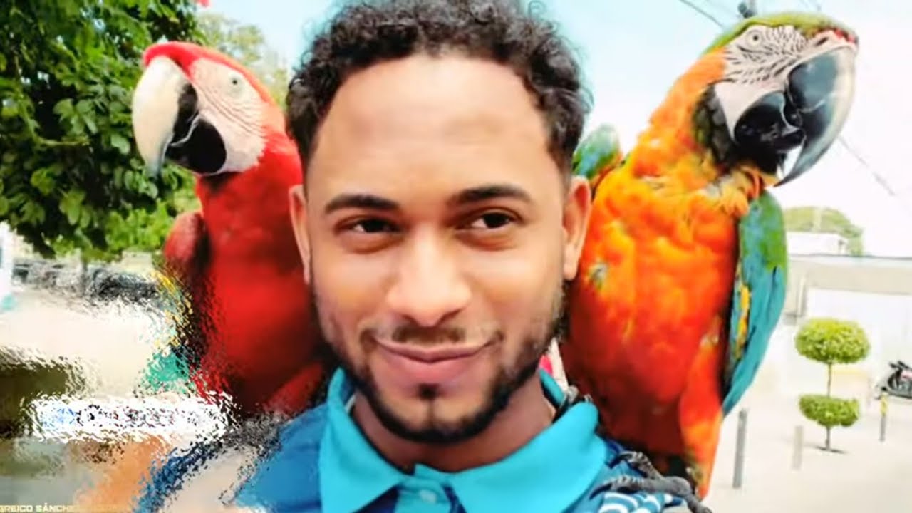 Guacamayos volando EN LIBERTAD e República Dominicana  #wildlife #guacamayos