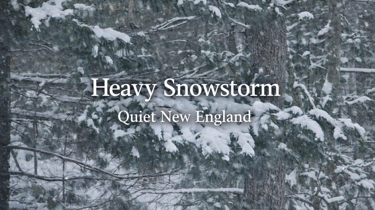 Snow Falling on Pine Trees | Relaxing Winter Forest Ambience (New England Natural Sound)