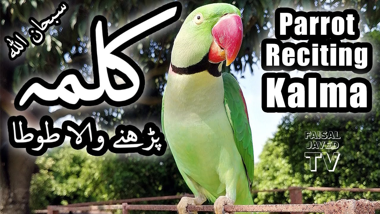 Parrot Reciting Kalma | Talking Parrot | Faisal Javed TV