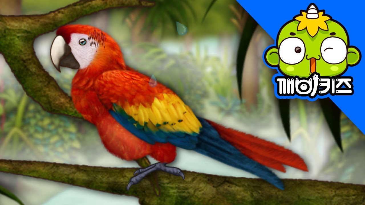 흉내쟁이 앵무새 | 자연관찰 | 과학도감 | 동물탐험 | 깨비키즈 KEBIKIDS