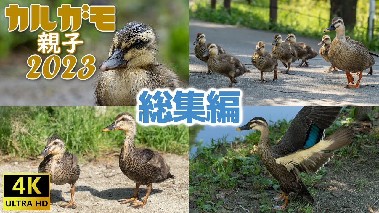 【成長記録】カルガモ親子総集編2023年版