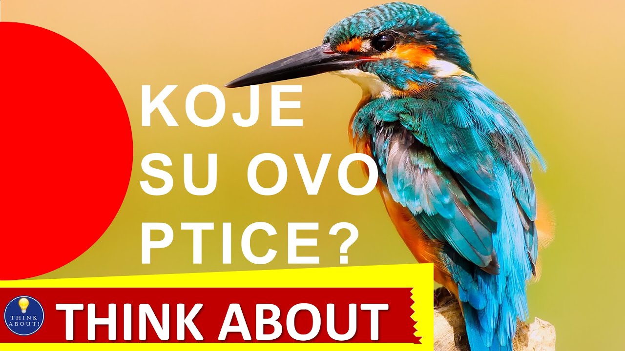 Koje su ovo ptice? Znaš li? - Think About