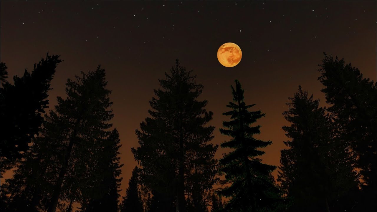 Twilight Forest Soundscape with Crickets 🌲 ASMR Ambience for Calm Sleep, Study and Relaxation 🎧🦗