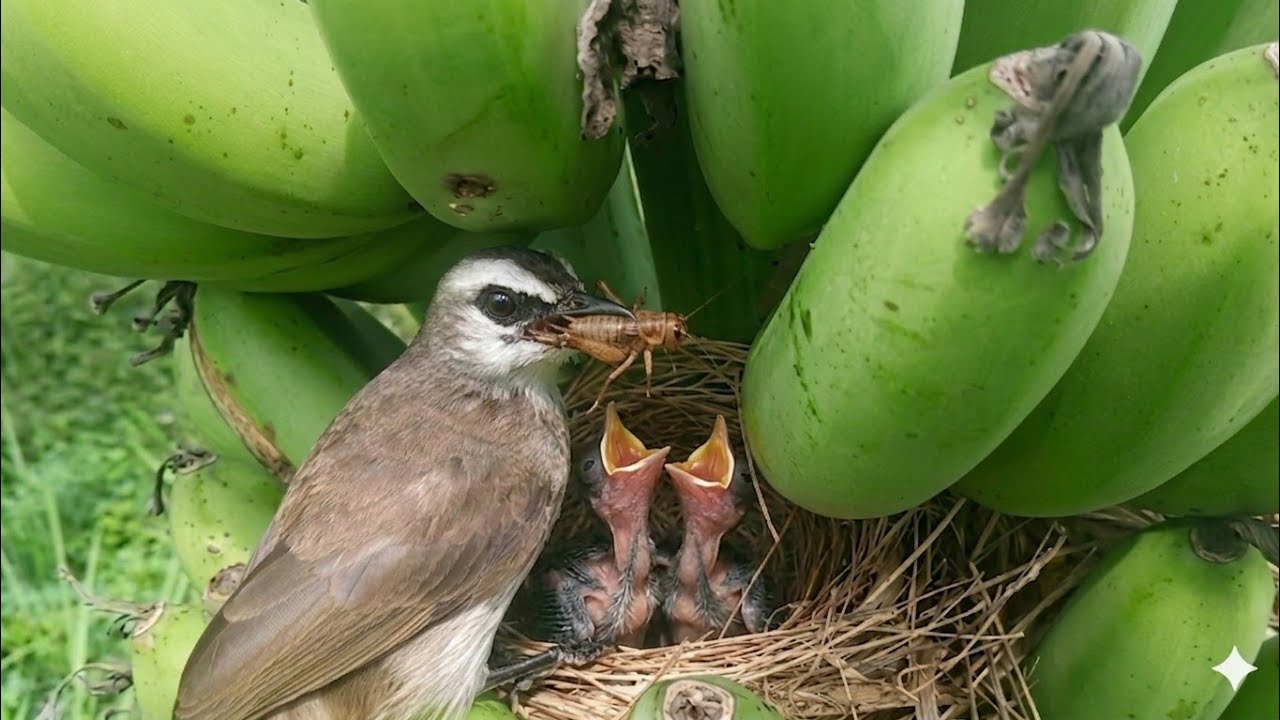 The bird's nest is full of food for the mother and the baby to enjoy.