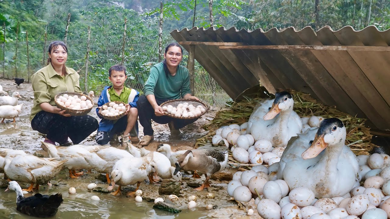 harvesting duck eggs, taking them to market, daily life on the farm, SURVIVAL ALONE