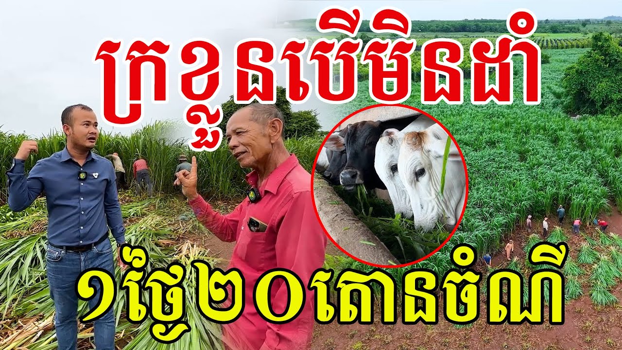 ខ្សោះខ្លួនបើមិនដាំ  ១ថ្ងៃ២០តោនចំណី សរសើរគាត់ឆ្លាតមែន