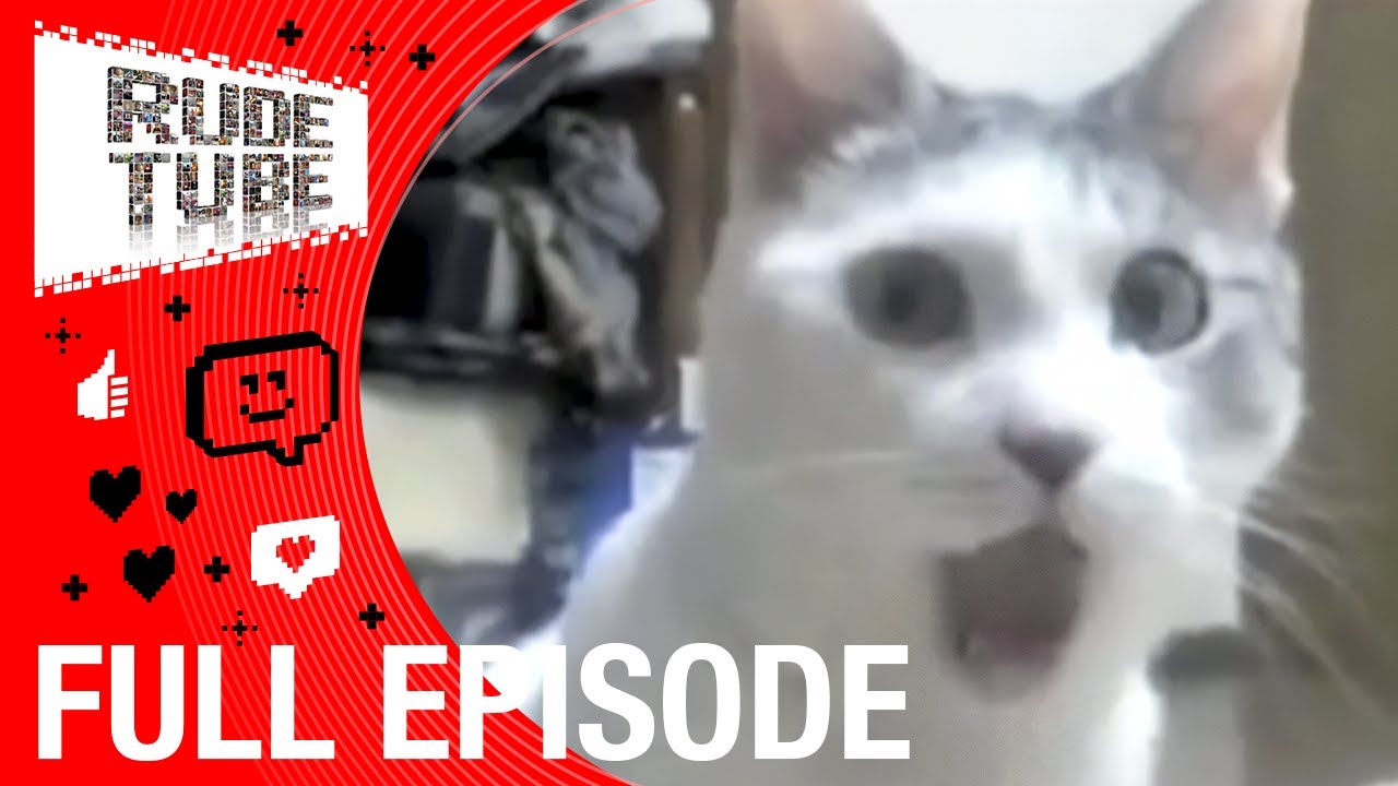 The Most Entertaining Pets on the Planet! | Top 20 Viral Countdown | FULL EPISODE | Rude Tube
