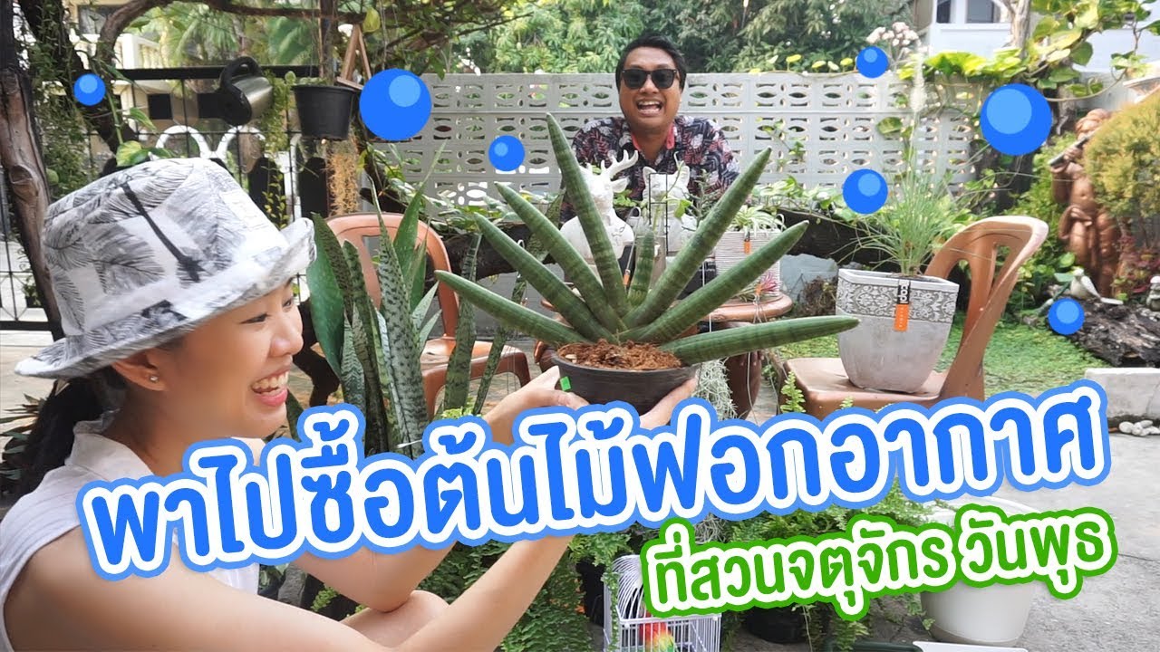 เอาที่สบายใจ : พาไปซื้อต้นไม้ฟอกอากาศ! วันพุธ ที่ตลาดต้นไม้จตุจักร