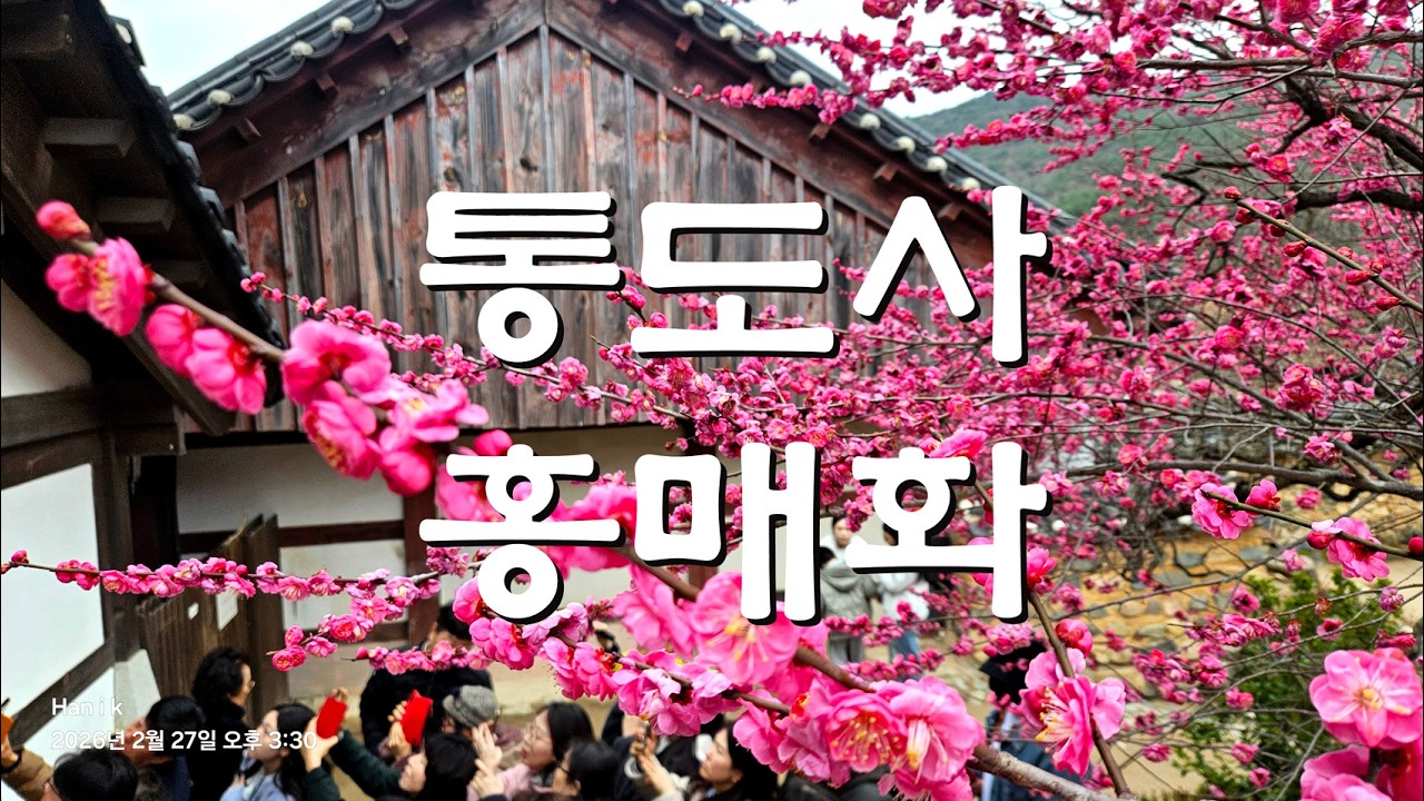 홍매화 피다, 통도사 / 우담바라 피다 / 아름다운 블루공작 자태 / 무풍한송로 / 자장매