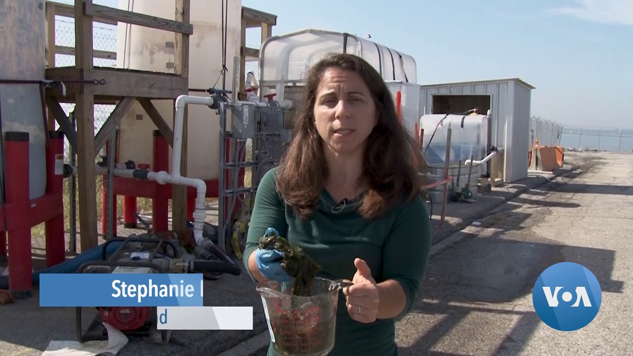 Algae Harnessed to Make Clean Water, Clean Power