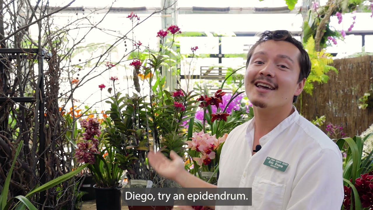 Eric, Epidendrum, reed stem orchid