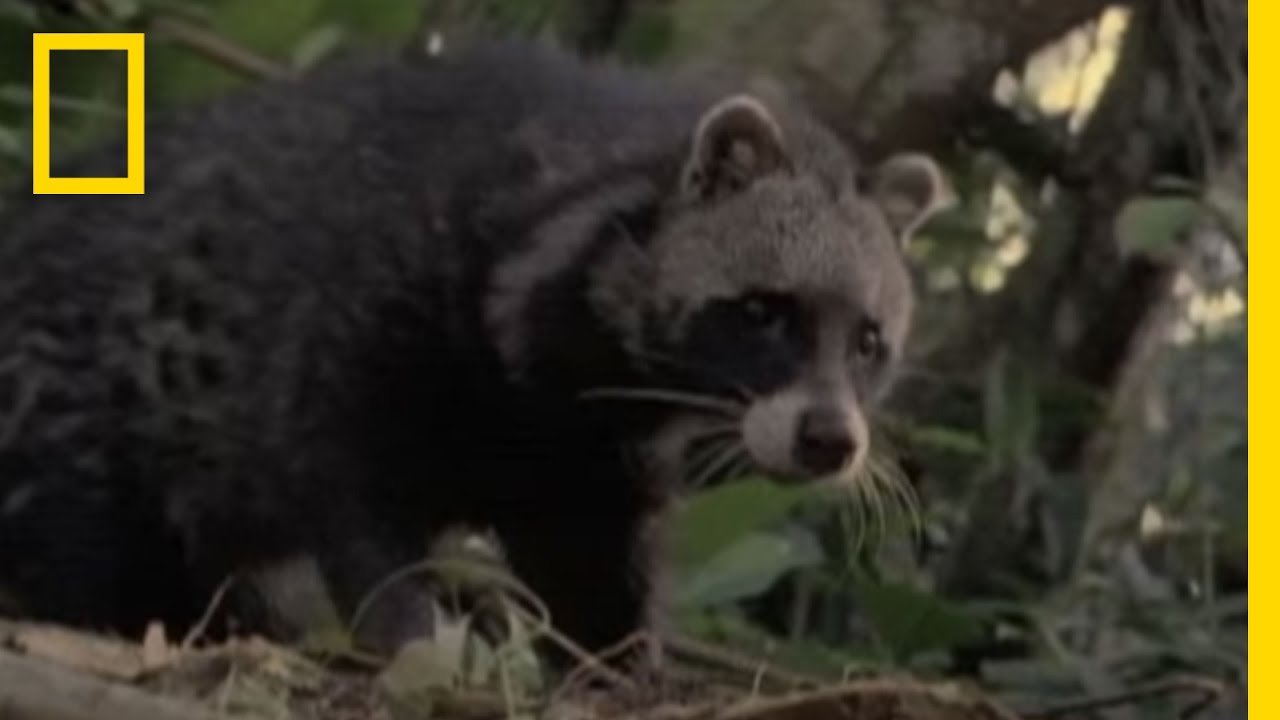 Cat, Raccoon, or Neither? | National Geographic