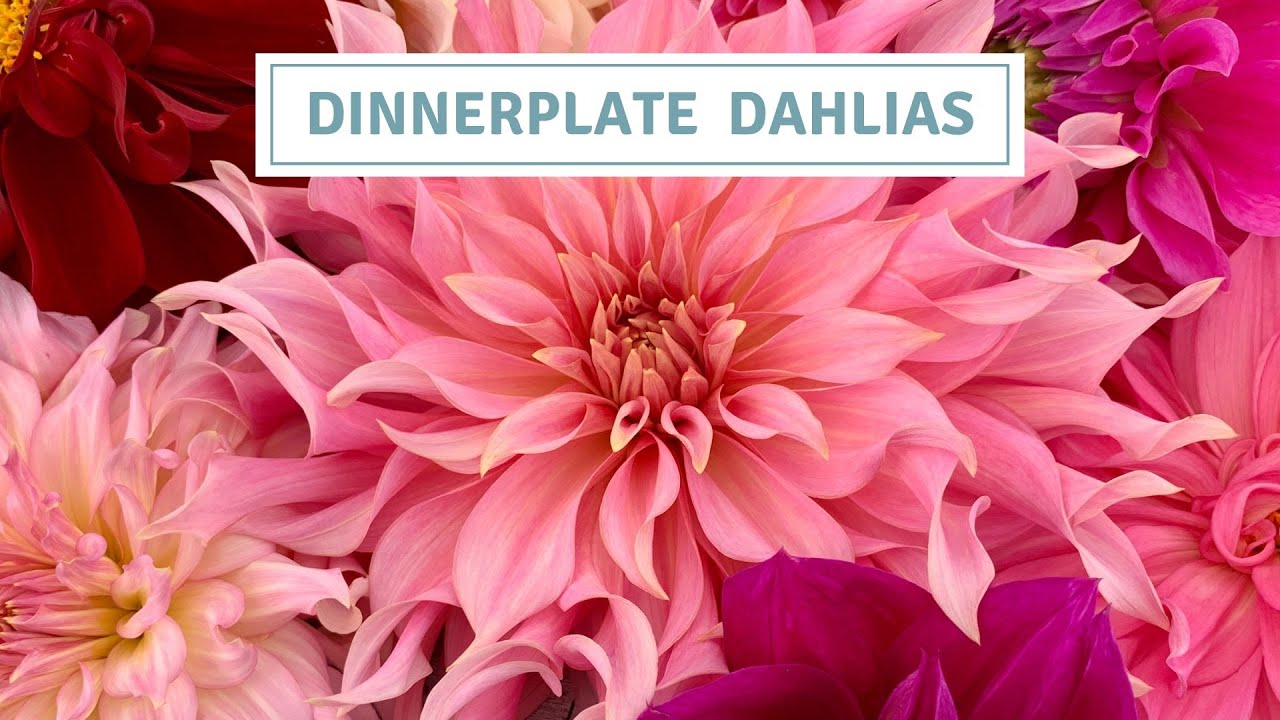 Dahlia Tour Dinnerplate Varieties 2022