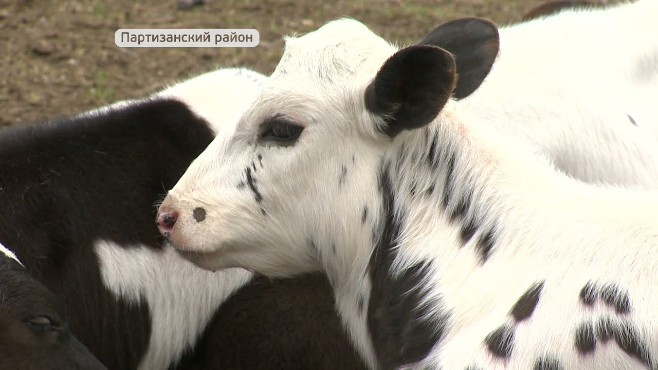 Программа 