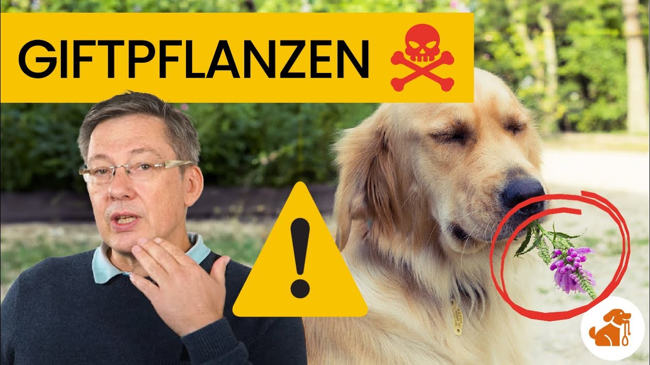 Gefährliche Pflanzen in deinem Garten - So schützt du deinen Hund