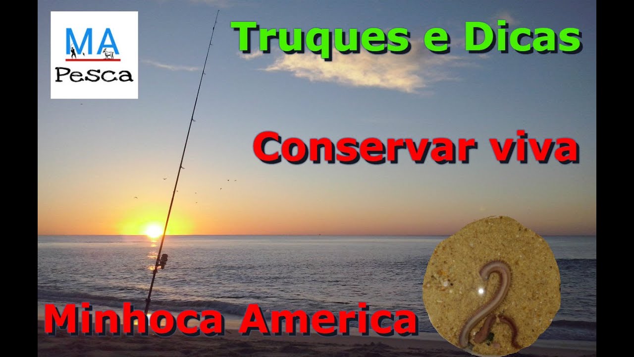 Como conservar Minhoca Americana - Mantener Gusano Americano- MP#30
