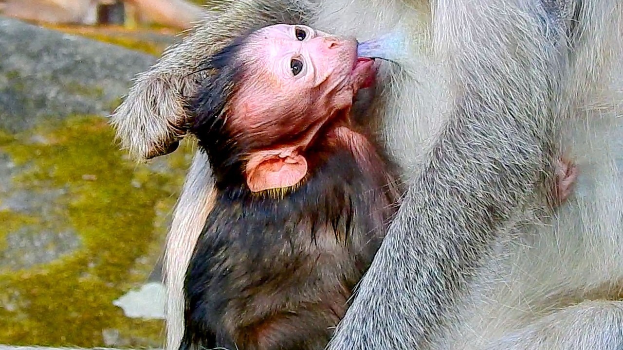 Not good thing! Newborn baby just born for a week, mother monkey tries not baby act to get more milk
