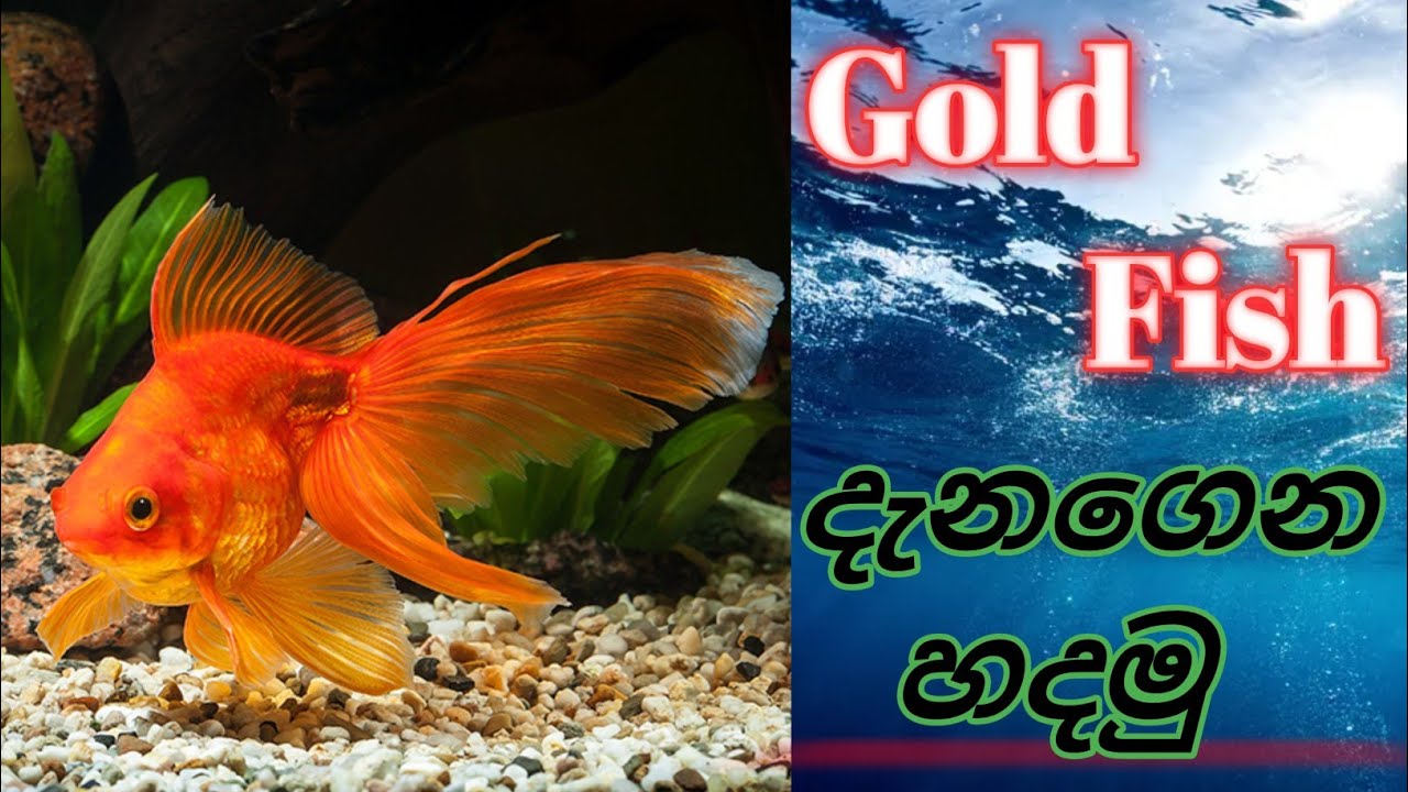 Goldfish හදන්න කලින් මේවා දැනගන්න! | කෑම & ටැංකි Setup Complete Guide 🐠