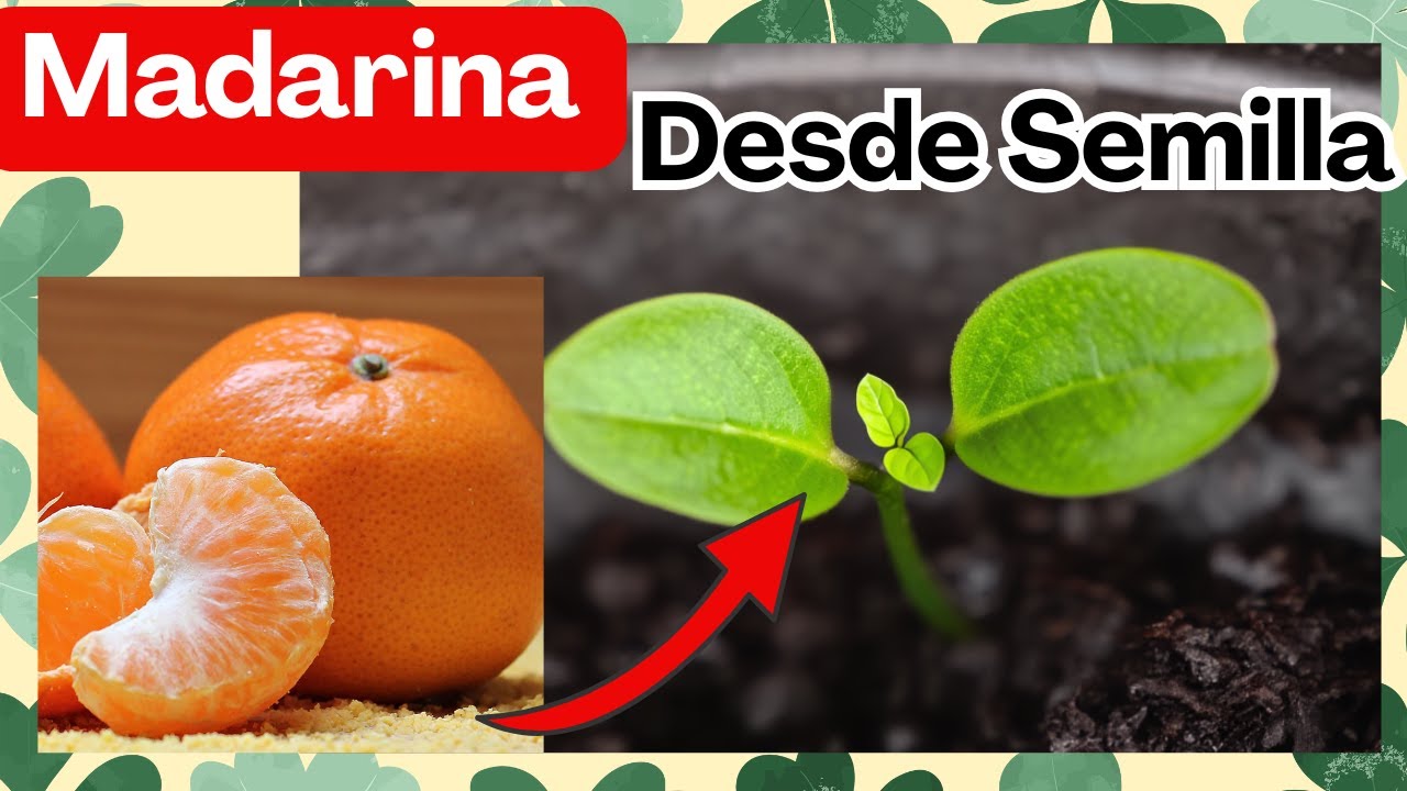 Semillas de MANDARINA🍊El Mejor Truco para Germinar